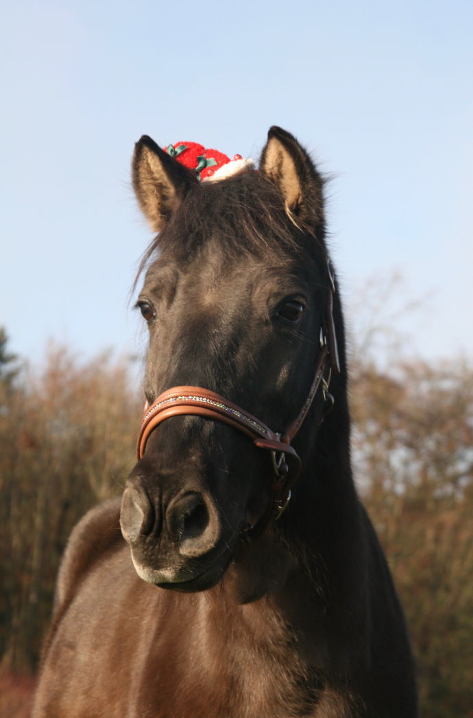 Reiten im Winter und in den Faschingsferien auf der schwbischen Alb